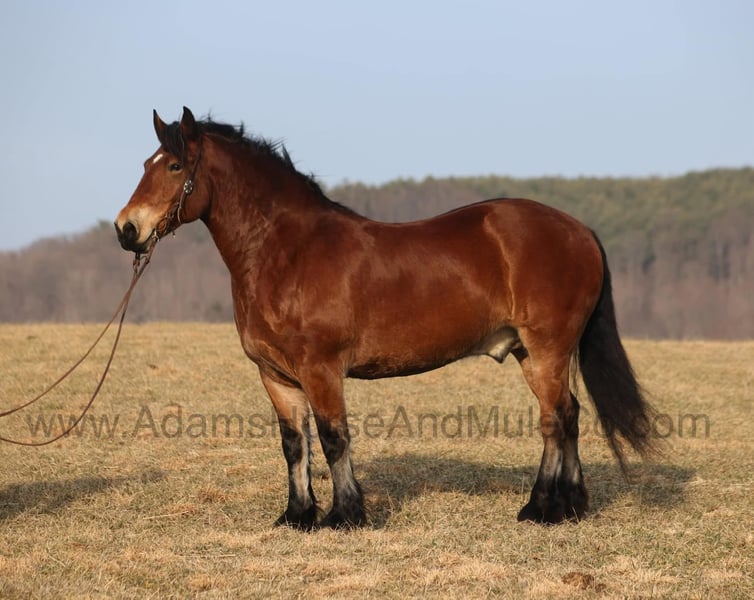Belgian