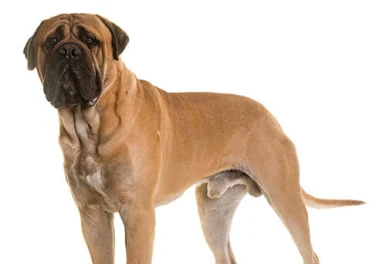 Bullmastiff