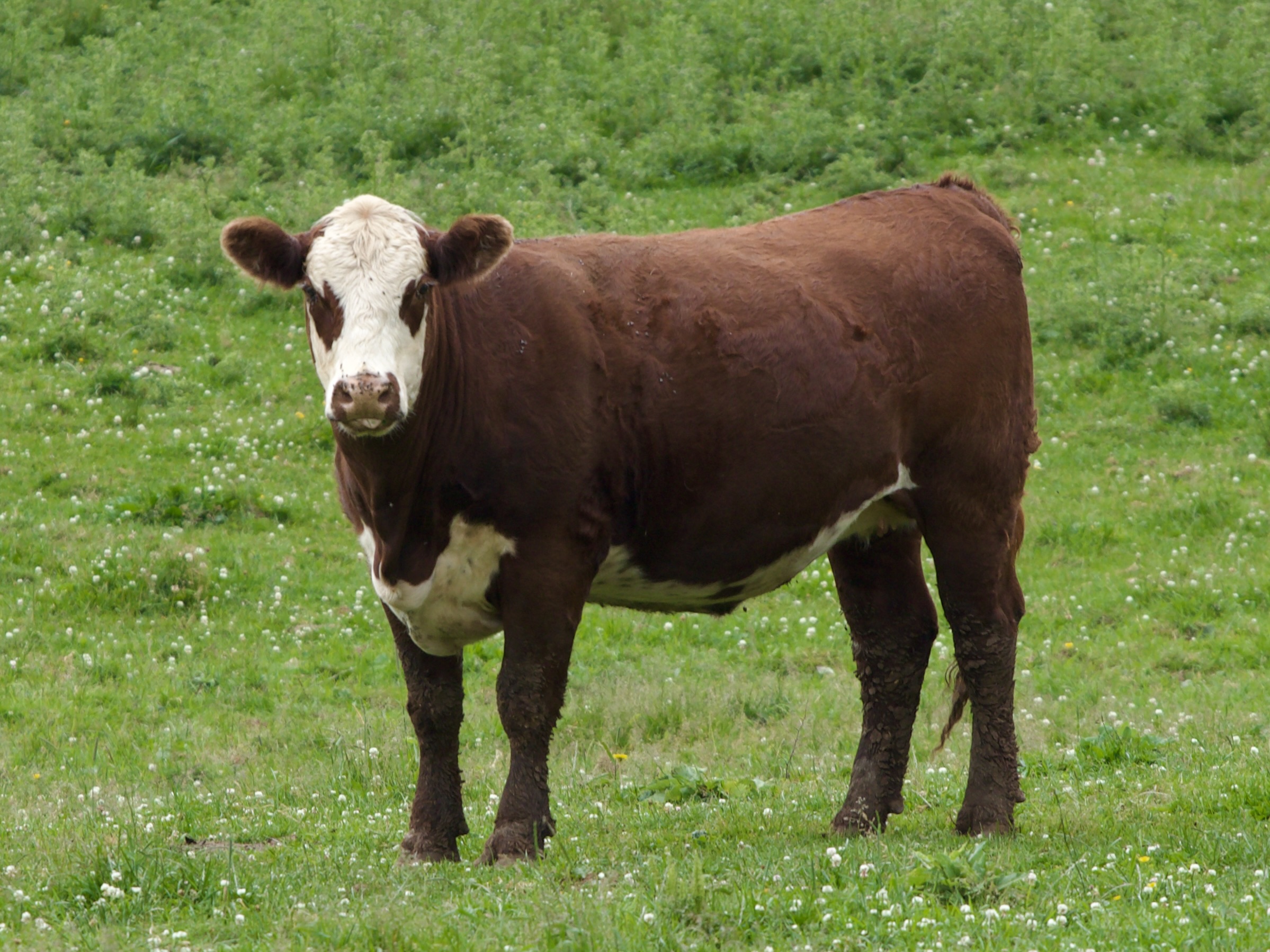 Hereford