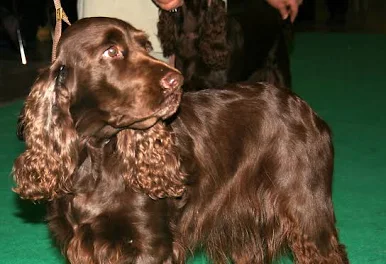 Field Spaniel