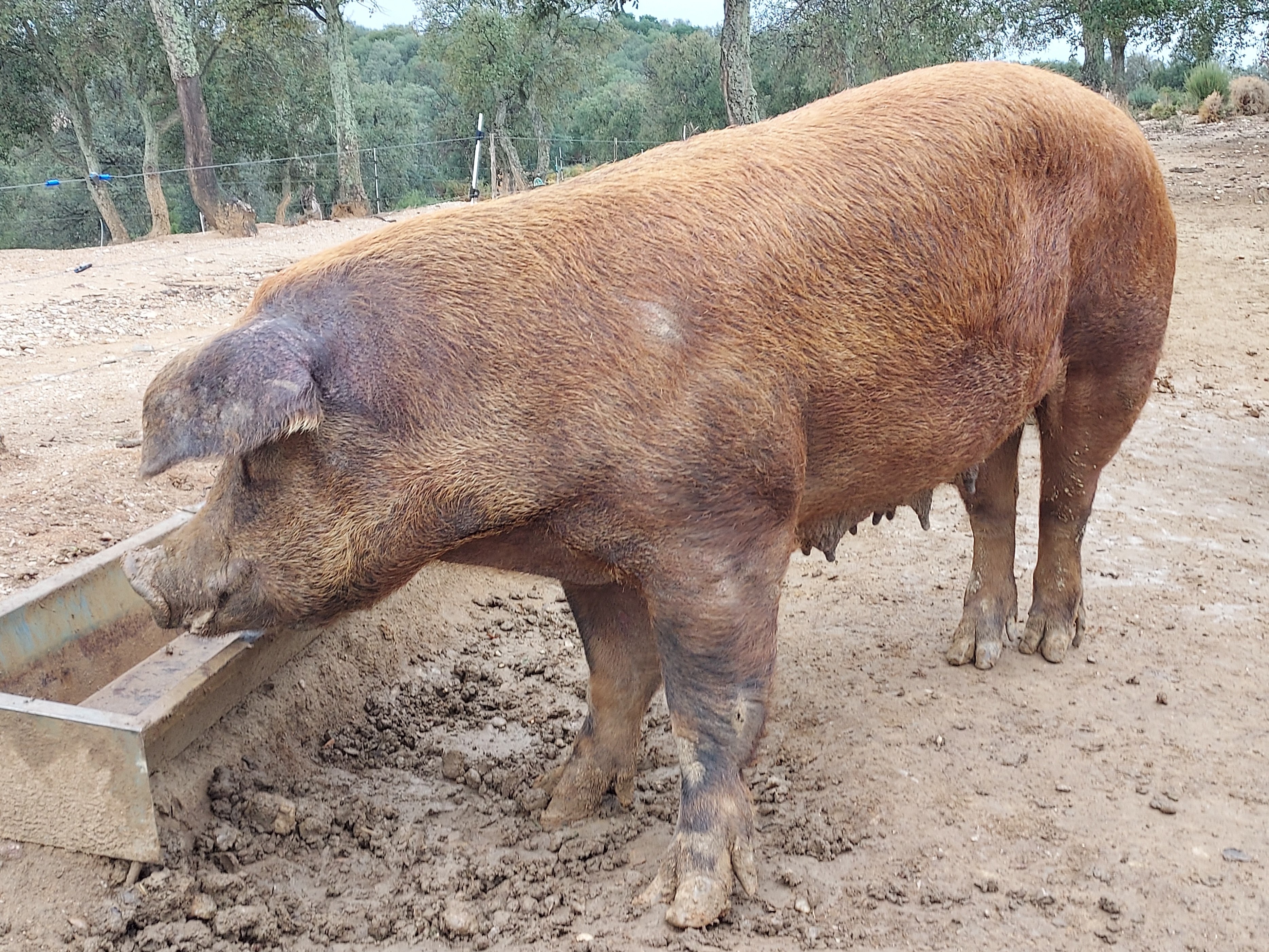 Duroc