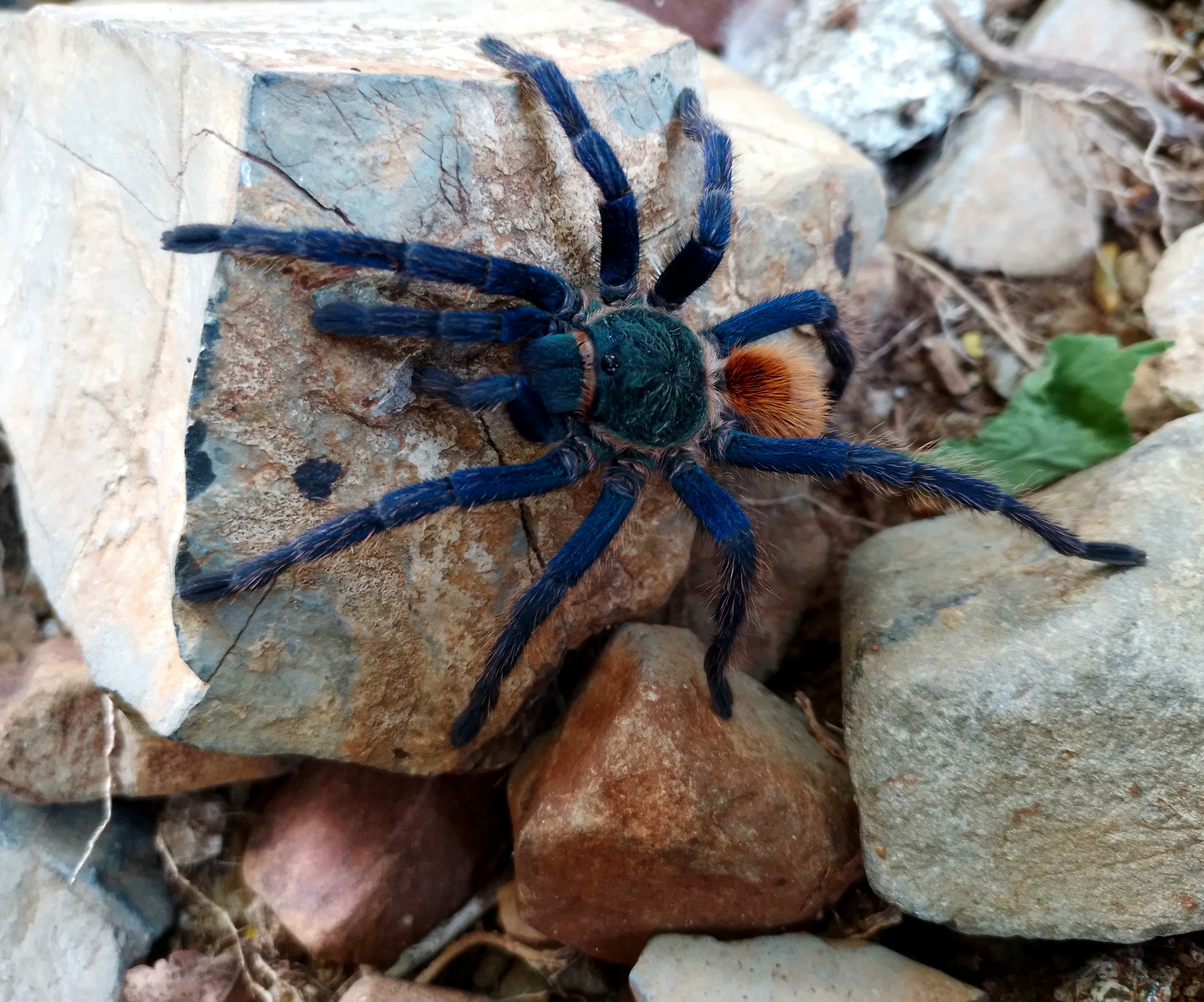 Chromatopelma cyaneopubescens